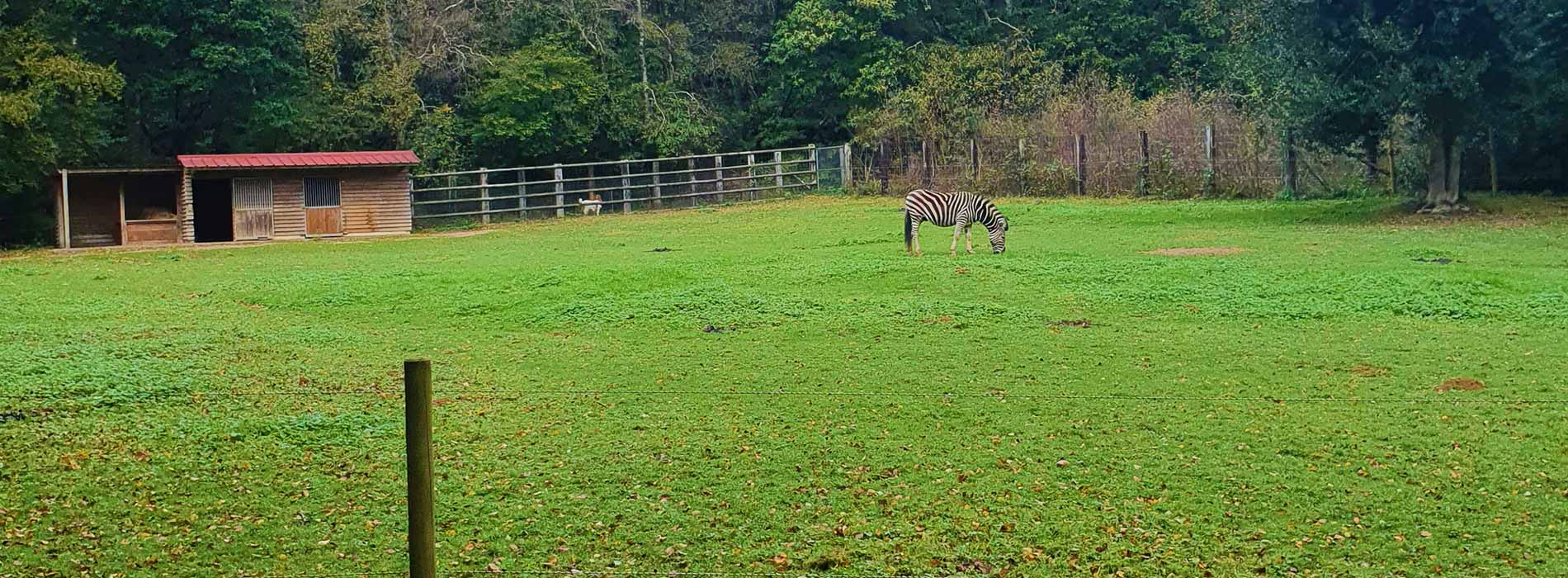 camping tourisme meute de loups zoo montaigu la brisette