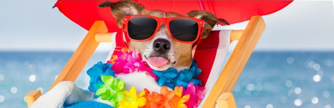 camping chiens admis en normandie