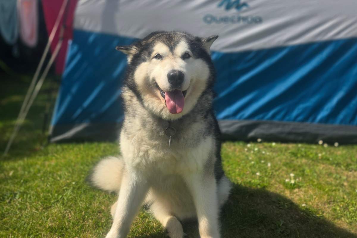 chiens bienvenus camping normandie